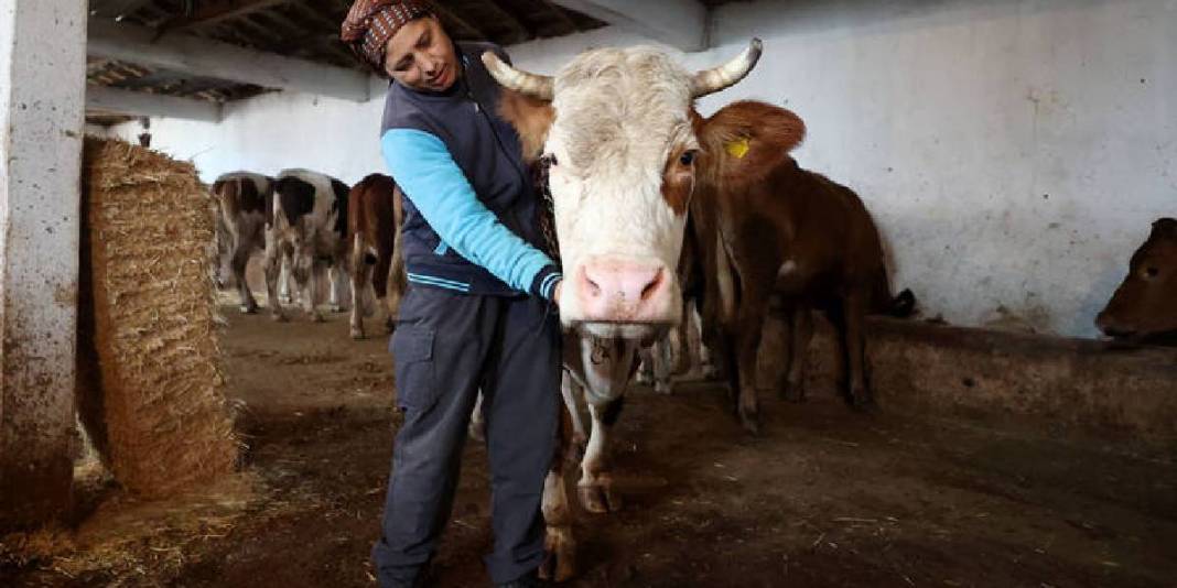 Devlet desteğiyle sürü sahibi oldu! Eşinin köyünden gelen bereket: 35 yaşında hayvan sayısını katladı 3